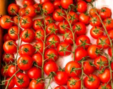 Cherry Tomatoes Stock Images