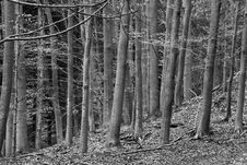 Spring Forest Royalty Free Stock Photo Spring Forest Royalty Free Stock Photo
