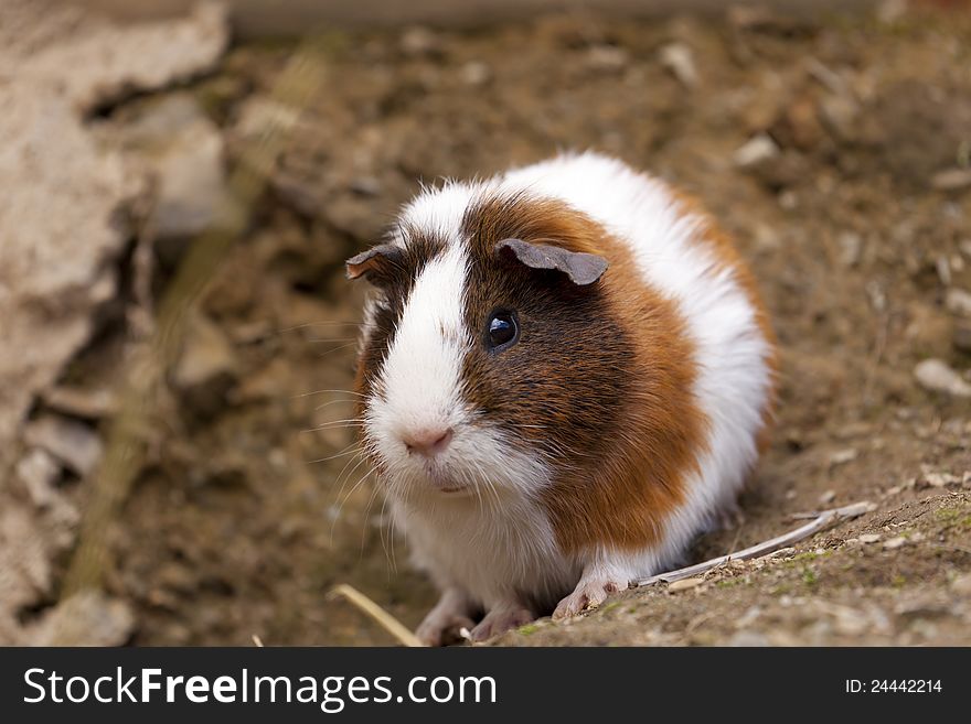 Close up of a free funny guinea pigs