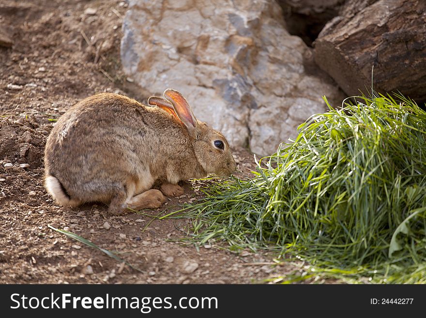 Brown wild rabbit eating grass in the field