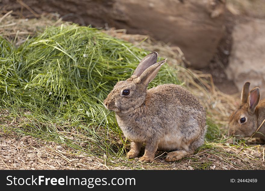 Brown wild rabbit eating grass in the field