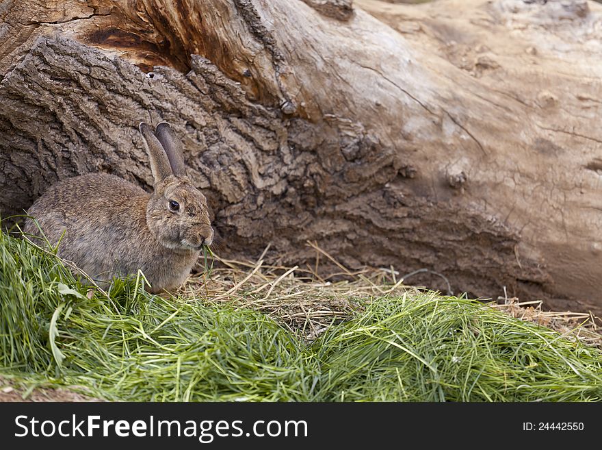 Brown wild rabbit eating grass in the field