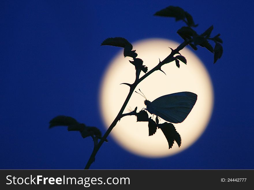 White butterfly sitting on a rose branch at moonlight. White butterfly sitting on a rose branch at moonlight