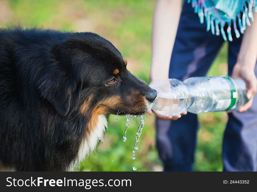 Young girl reaches a dog a bottle of water to drink. Young girl reaches a dog a bottle of water to drink