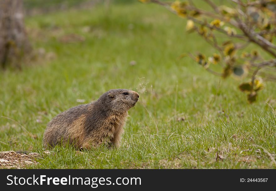 Beautiful in a meadow marmot fresh out of hibernation