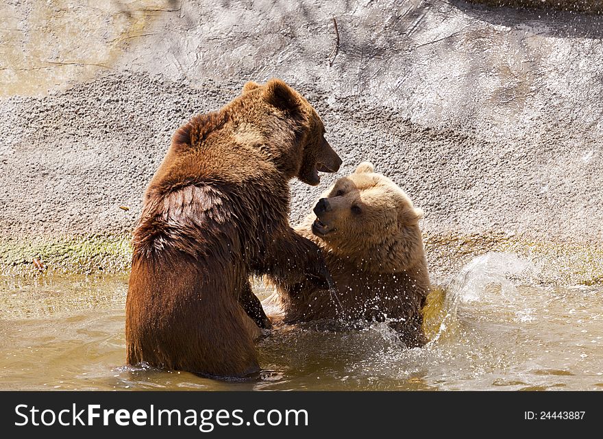 Wild brown bears playing in the water. Wild brown bears playing in the water