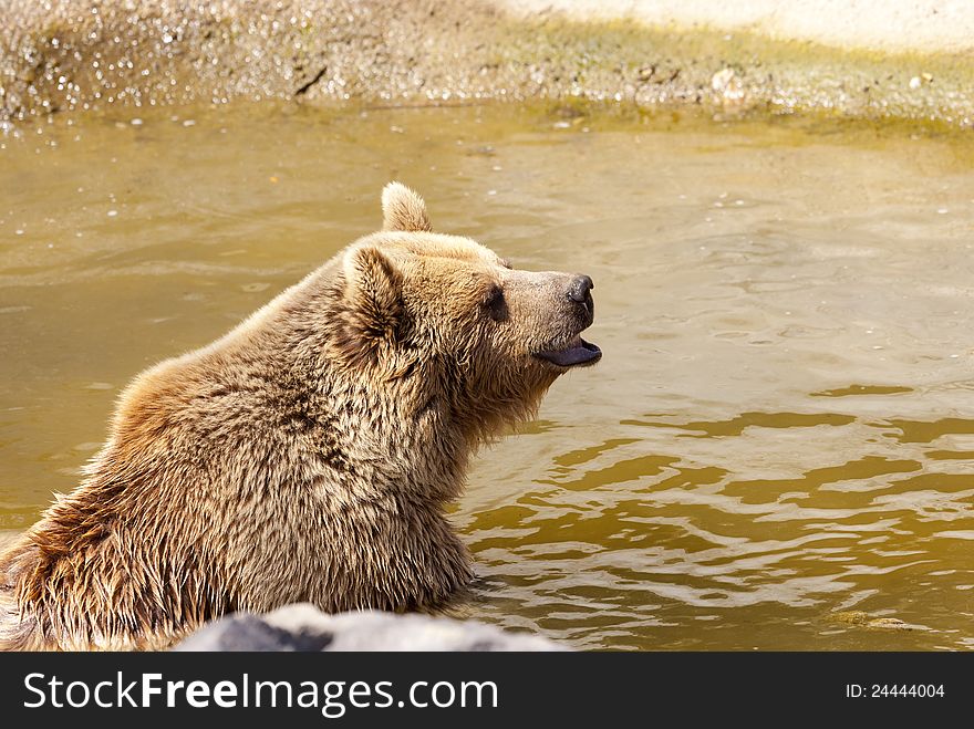 Beautiful brown bear taking a bath after leaving hibernation. Beautiful brown bear taking a bath after leaving hibernation