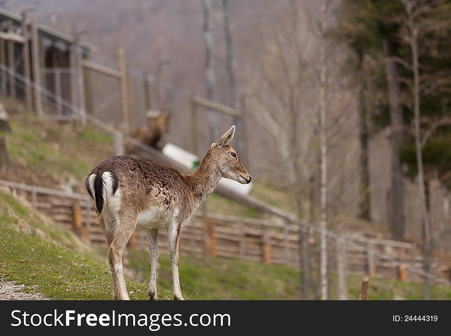 Chamois in semi precious grazing in the forest freed