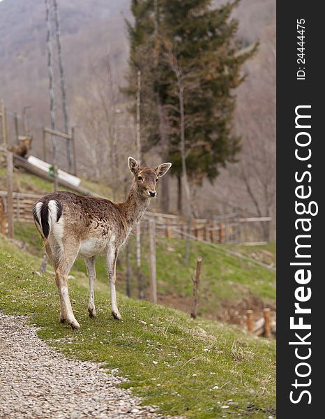 Chamois in semi precious grazing in the forest freed