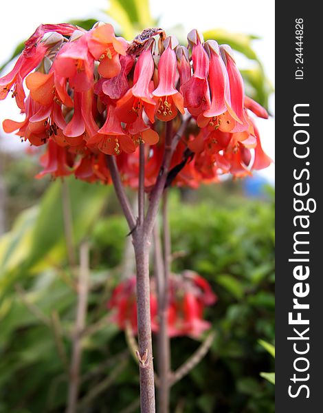 Red Flowers Of A Mother Of Millions Plant