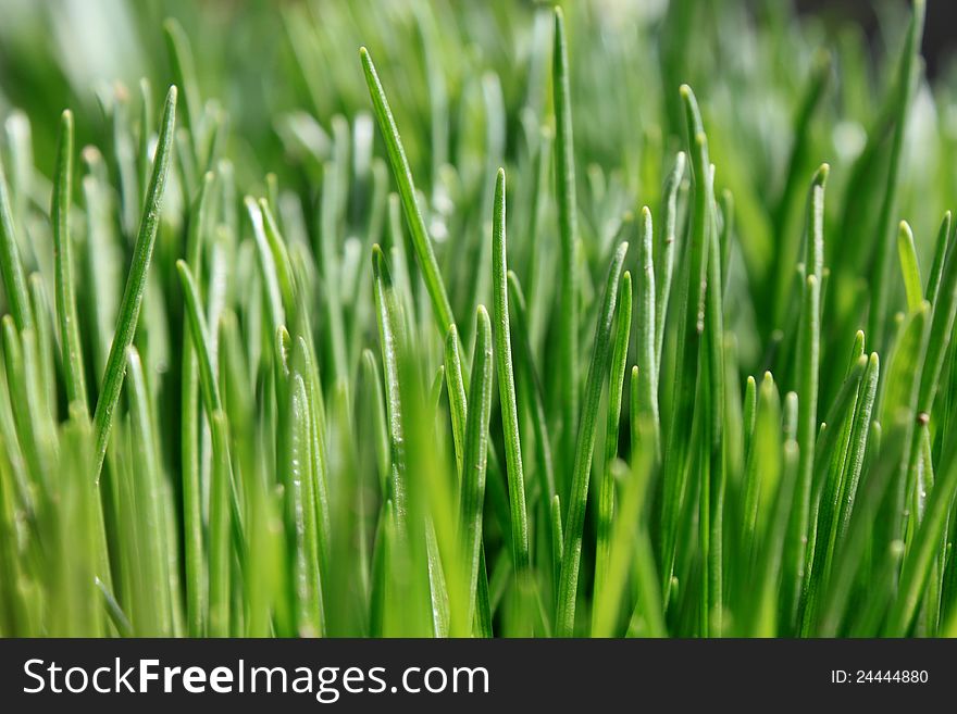 Green grass close-up for a beautiful background