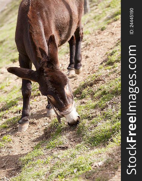 Beautiful Catalan donkey whose species is endangered
