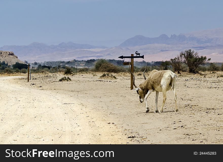 Animal in Hai Bar nature reserve, Israel