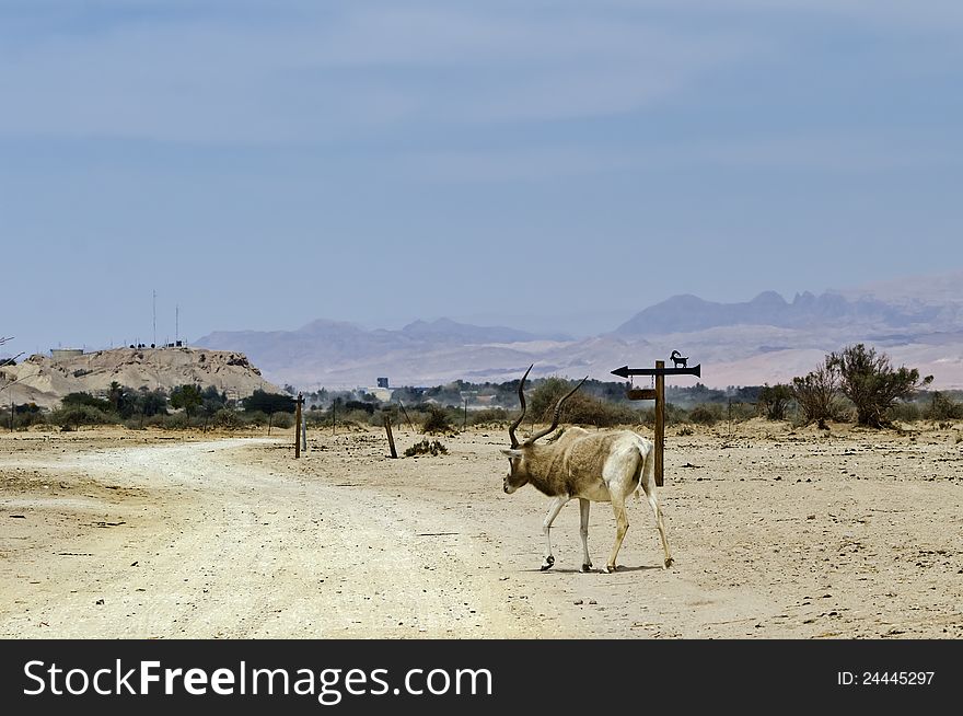 Addax antelope in nature reserve, Israel