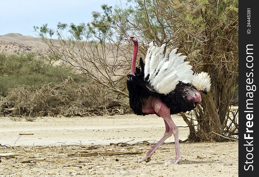 Male of African ostrich (Struthio camelus), Hai-Bar nature reserve, 25 km north from Eilat, Israel. Male of African ostrich (Struthio camelus), Hai-Bar nature reserve, 25 km north from Eilat, Israel