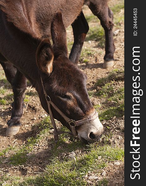 Beautiful Catalan donkey whose species is endangered