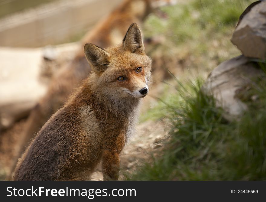 Closeup of a beautiful fox in semi aware of any movement