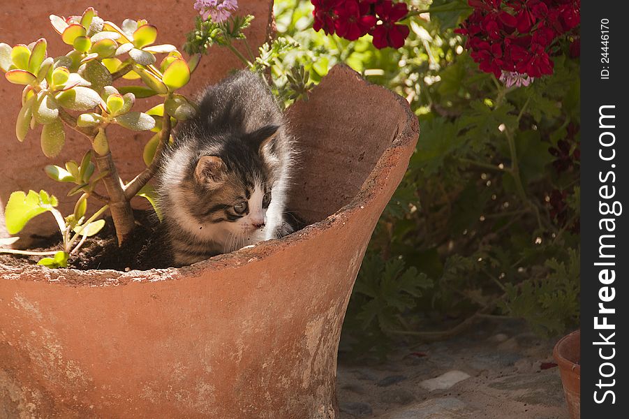 Pretty small cat playing in my garden. Pretty small cat playing in my garden