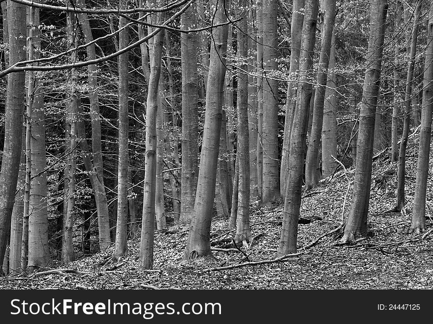Spring forest in black and white