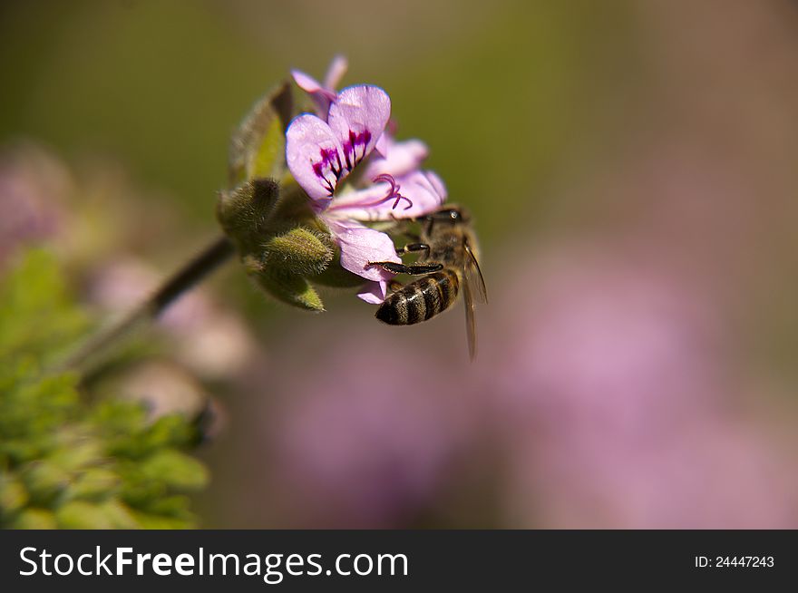 Bee on a blooming flower. Bee on a blooming flower