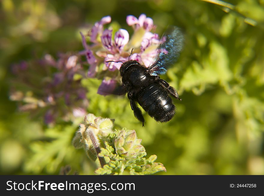 Bee on a blooming flower. Bee on a blooming flower