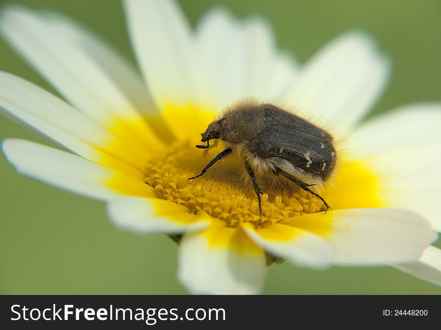 Insect on a blooming flower. Insect on a blooming flower