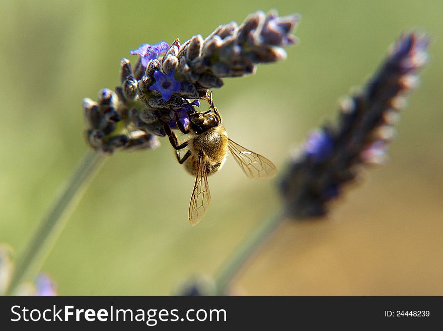 Bee on a wild flower