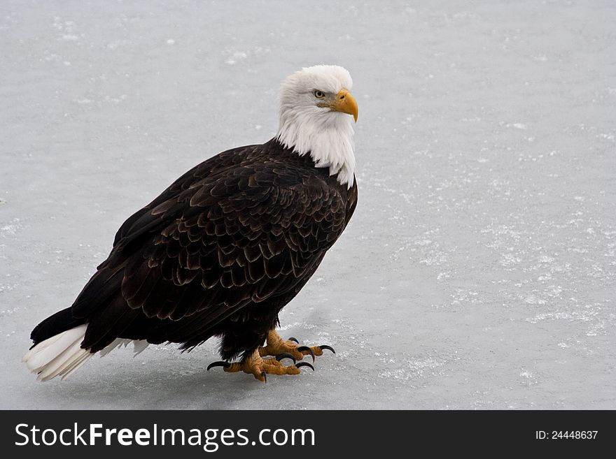 Eagle on Chugach River Ice, Alaska