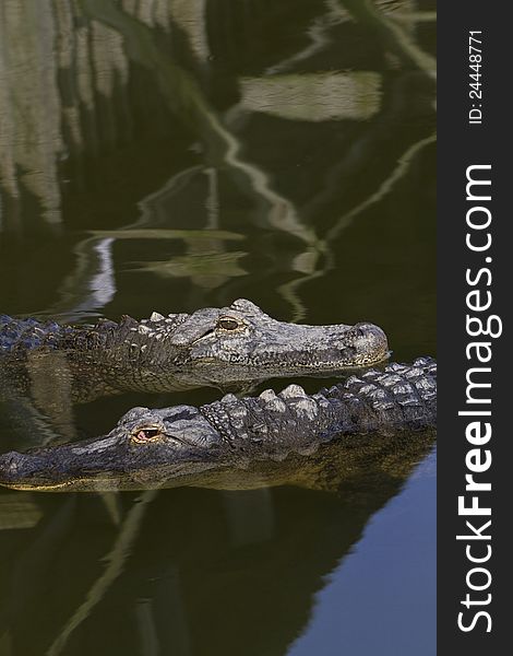 Two alligators in juxtaposing directions; location is Florida, USA;  copy space above and below; vertical image;. Two alligators in juxtaposing directions; location is Florida, USA;  copy space above and below; vertical image;