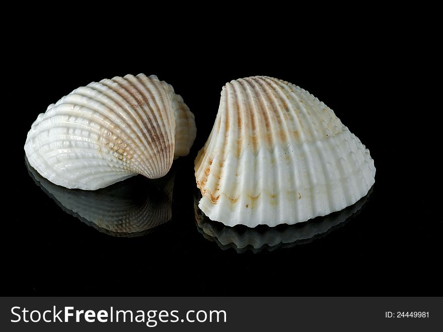 2 Scallop Sea Shelles on a black background. 2 Scallop Sea Shelles on a black background