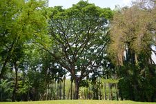 Old Big Tree Royalty Free Stock Photography Old Big Tree Royalty Free Stock Photography
