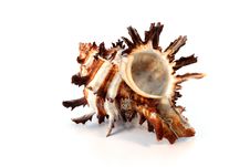 Spiny Murex Shell Royalty Free Stock Photo Spiny Murex Shell Royalty Free Stock Photo