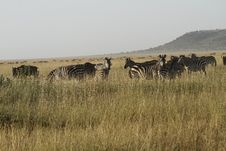 Herd Of Burchell S Zebra. II Stock Photo Herd Of Burchell S Zebra. II Stock Photo