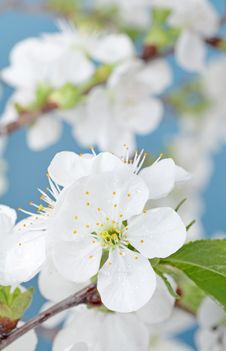 Cherry Bloom Stock Photography Cherry Bloom Stock Photography