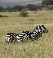 Zebra Family Royalty Free Stock Photo