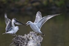 Seagulls Fighting Royalty Free Stock Photography