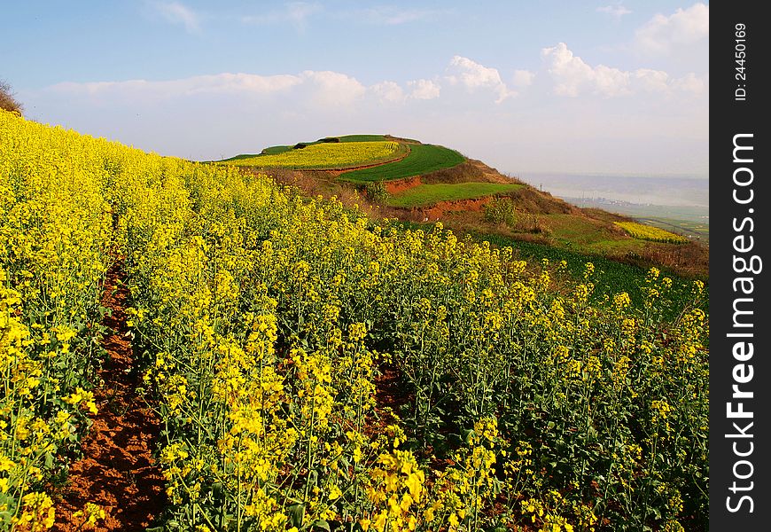 High mountain rape flower in the blue sky. High mountain rape flower in the blue sky.