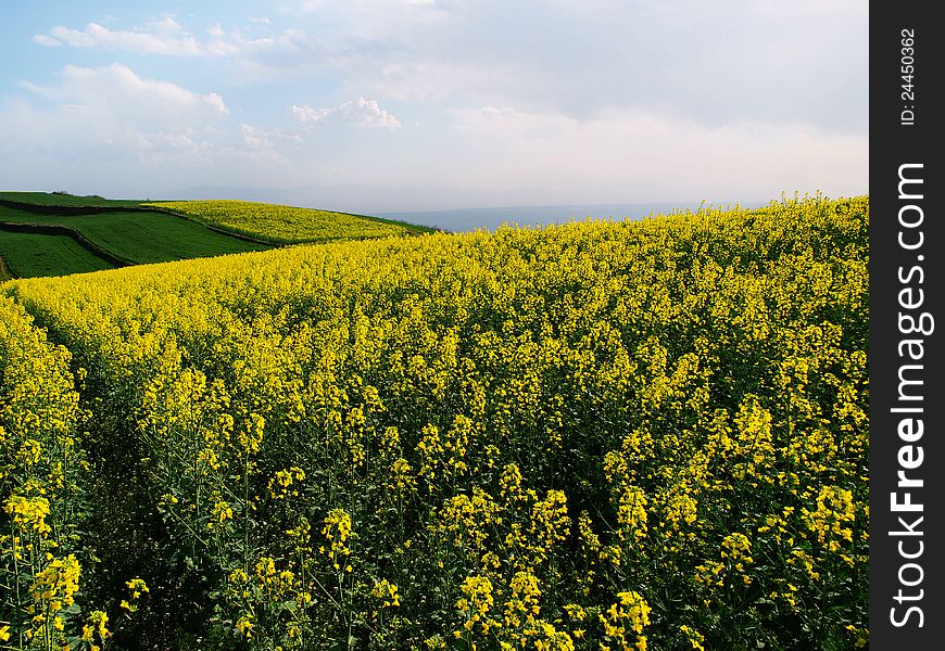 Ups and downs of the rape flower field in China's shaanxi baoji high mountains. Ups and downs of the rape flower field in China's shaanxi baoji high mountains.