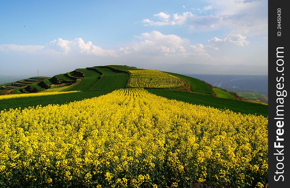 Under the blue sky white cloud of flower field in China shaanxi baoji high mountains. Under the blue sky white cloud of flower field in China shaanxi baoji high mountains.