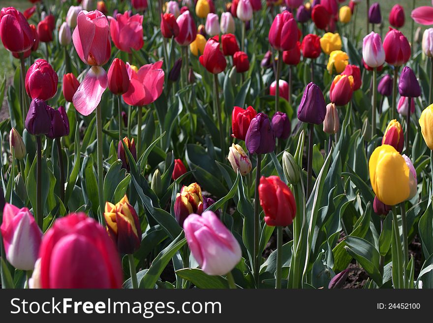 Flower bed full of beautiful red tulips, natural background. Flower bed full of beautiful red tulips, natural background