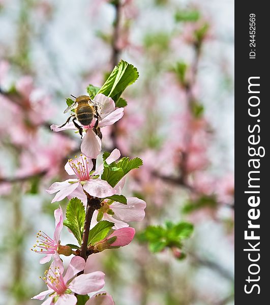 A bee on a blooming tree branch. A bee on a blooming tree branch.