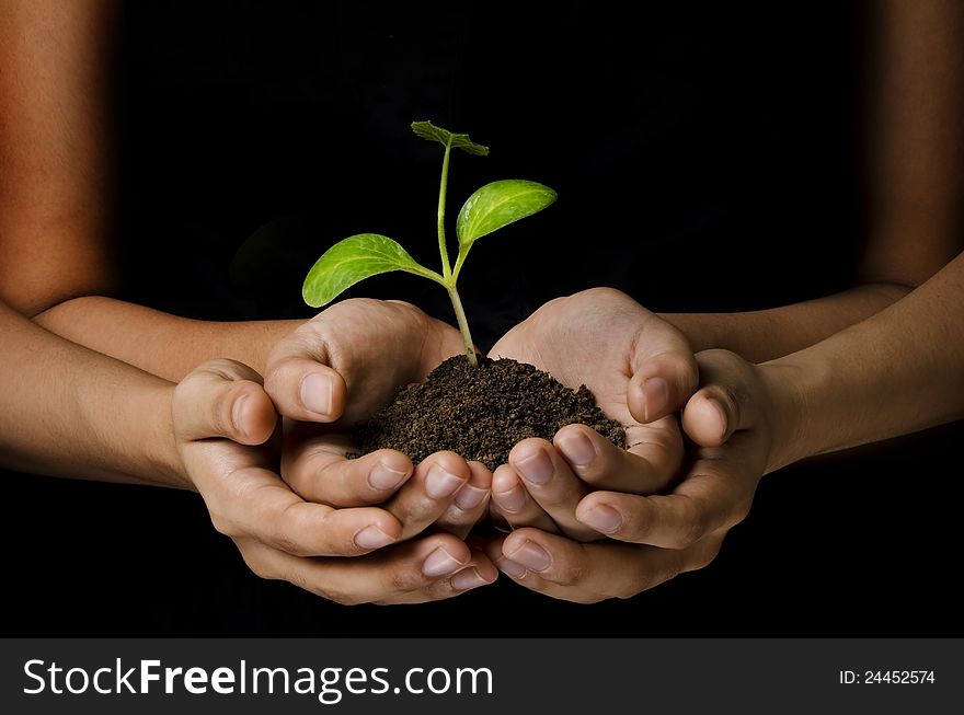 Women hands holding a young plant with black background. Women hands holding a young plant with black background