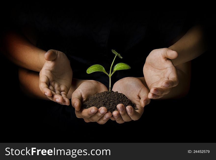 Female hand holding a young plant and other hands protecting. Female hand holding a young plant and other hands protecting