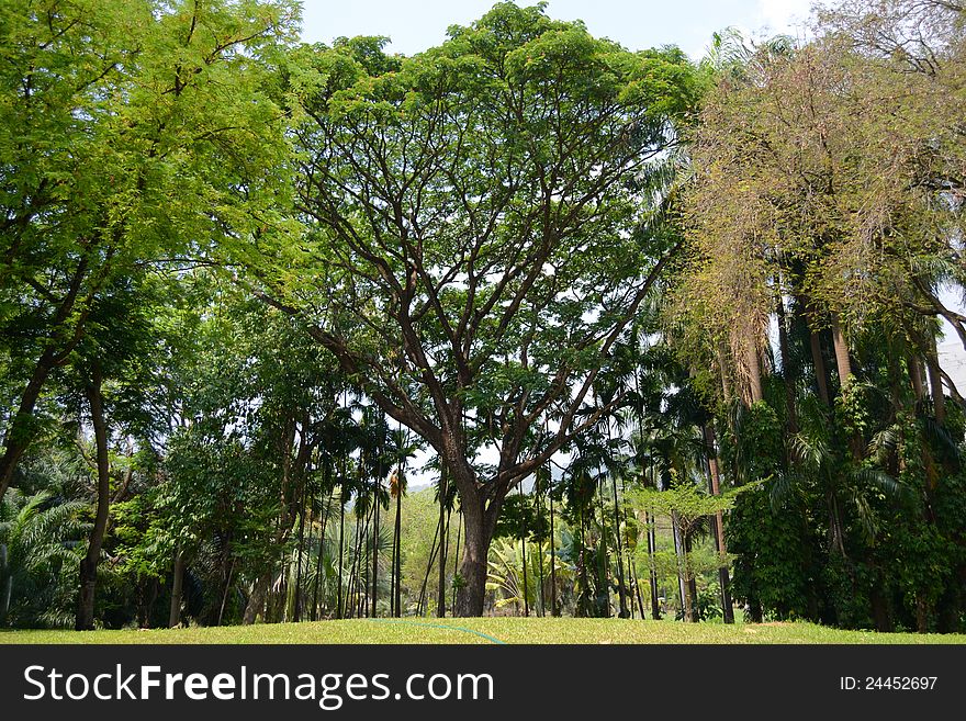 Old big tree in the garden