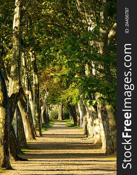 Nice walking road between the old sycamore trees