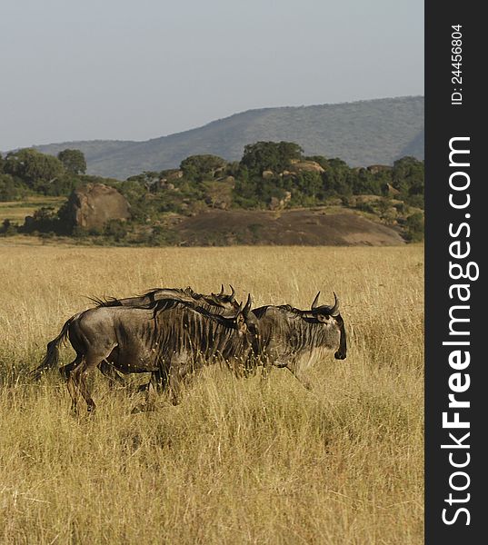 White-Bearded Wildebeest on the Great Migration on the Serengeti Plains in Tanzania.