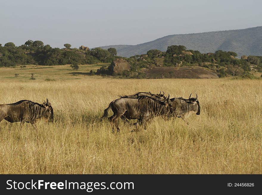 Running White-Bearded Wildebeest, The Great Migration on the Serengeti Plains in Tanzania. Running White-Bearded Wildebeest, The Great Migration on the Serengeti Plains in Tanzania