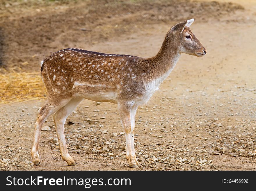Young fallow deer observed something
