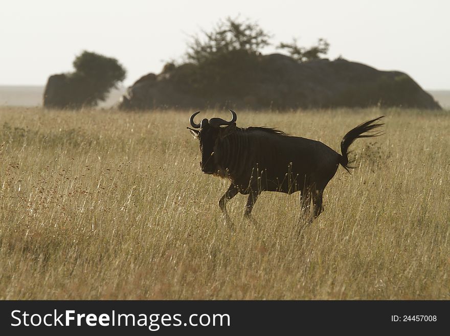 White-Bearded Wildebeest VI