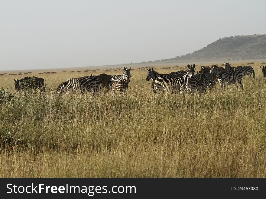 Herd of Burchell&#x27;s Zebra. II